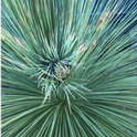Mexican Grass Tree leaves.