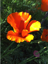 Close up of a California poppy. Photo © Mandy Salm.