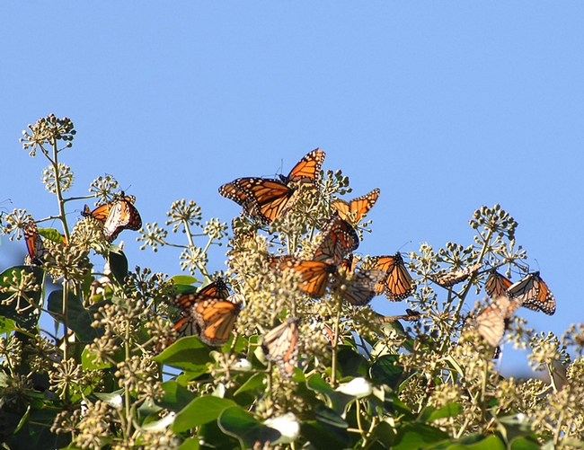 Monarchs. Photo © Warren Worthington.