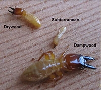Soldier caste of drywood, subterranean and dampwood termites.