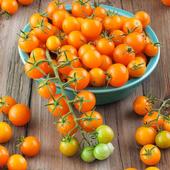 Sungold tomatoes. Image from BonniePlants.com.