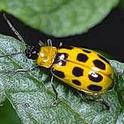 Western spotted cucumber beetle. Photo by Jack Kelly Clark.