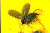 Fungus gnat on a sticky trap. Photo by Jack Kelly Clark.