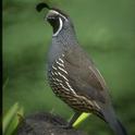 California quail. Image credit: H. Vannoy Davis © California Academy of Sciences.