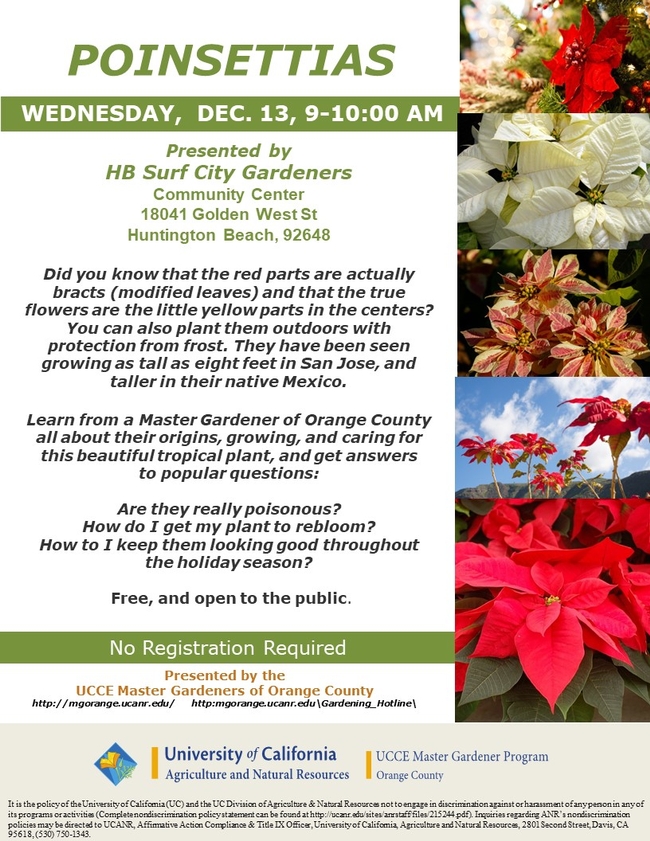 Heightened Beauty: Exploring Poinsettias with a Master Gardener - Tips, Tricks, and Origins.