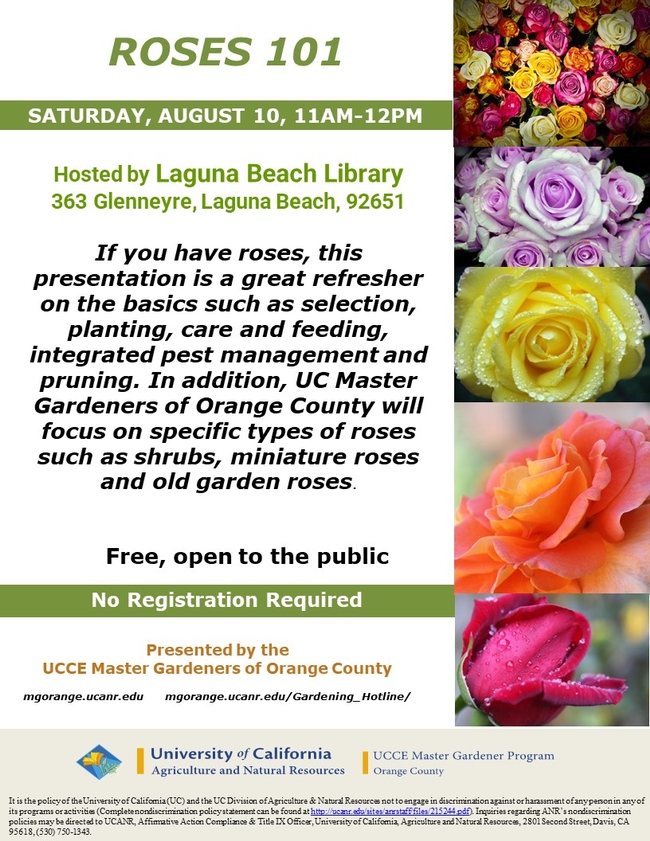 Master the Art of Growing Roses – Join Our Roses 101 Workshop