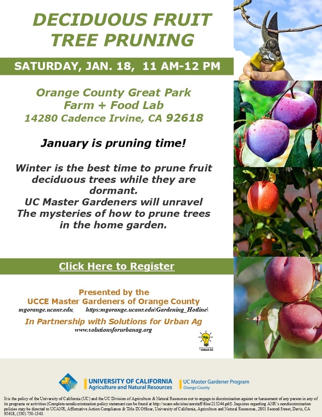 Unlock the Secrets to Perfect Fruit Tree Pruning – Join Us