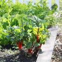 Ten tips gardening drought