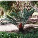 Cycads