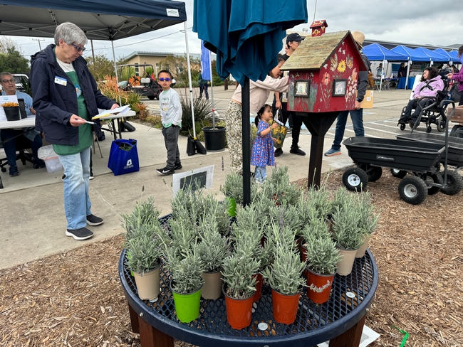 Durante el 'Open House' del Una coliflor cultivada en el jardín de hortalizas del Centro South Coast de Investigación y Extensión los asistentes disfrutaron de distintas actividades, entre ellas la compra de plantas cultivadas en el mismo centro.