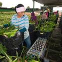 Trabajadores agrícolas