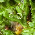 Liverwort apical nothces are circled