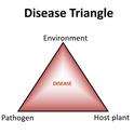 Disease triangle 2