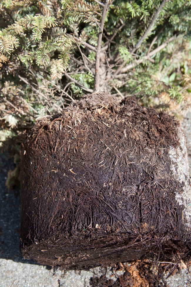 Phytophthora root rot infection can be avoided with good management practices addressing soil sanitation. Here, the pot is removed to see discolored and rotten roots.