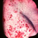 Fig 1. Rose petals with early Botrytis symptoms. Note necrotic spots with dark halos.