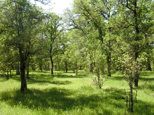 Oak Woodland Blog - Oak Woodland Management