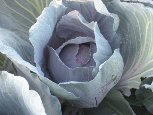 cabbage leaves-Photo by Marcy Hachman