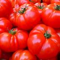 Perfectly ripe tomatoes for canning