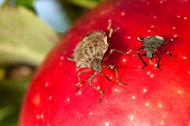 Adult and late-instar nymph stink bugs, Halyomorpha halys, feed on a Honey Crisp apple, a popular cultivar among consumers.