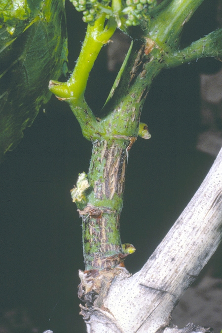 Figure 2. Scars, cracks and discolored tissue at the basal end of the shoot are the result of heavy spring-time infections.