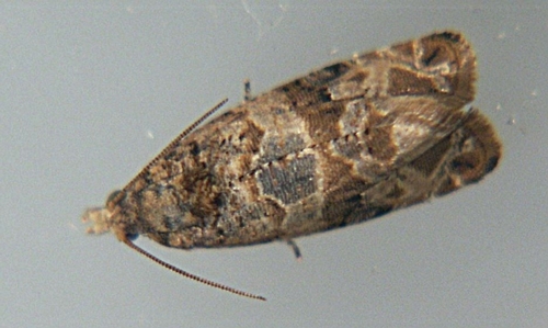 Figure 1. Adult European grapevine moth displaying mosaic.
Photo credit: Chilean Wine Corporation A.G.