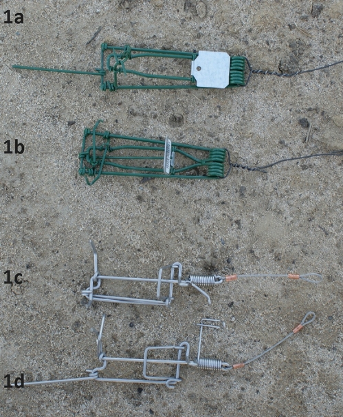 Figure 1. Two types of traps. 1a and 1c are not set. 1b and 1d are set and ready to place in a burrow.