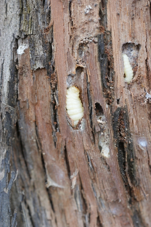 Figure 1. Givira larvae shown in holes after bark is peeled away.