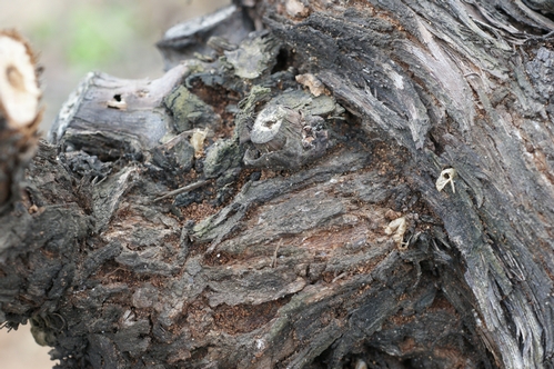 Figure 2. Adult cast left in the wood after emergence.