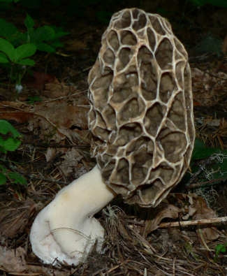 Yellow morels should be cooked before consuming.