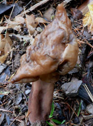 False morels are toxic and should not be consumed raw or cooked.