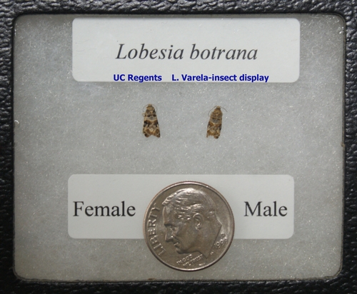 L. botrana male and female moths.