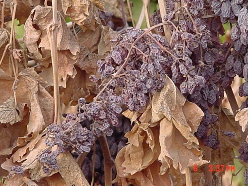 Grapes with low solids will make flat, poor quality raisins.