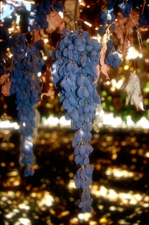 Vine dried raisins with sufficient solids have fine wrinkles and achieve good grades.