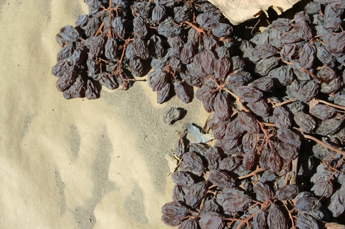 Raisins dried on trays tend to form larger wrinkles than DOV raisins.