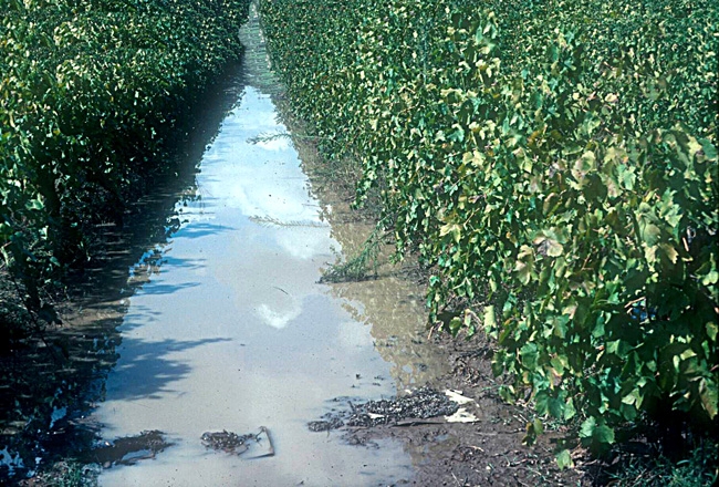 Aftermath of extensive rain w/ puddles between rows.