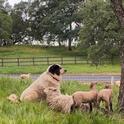 Bodie: a Maremma x Anatolian Shepherd.