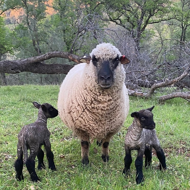 Shropshire lambs on Sierra Foothill rangeland in 2022.