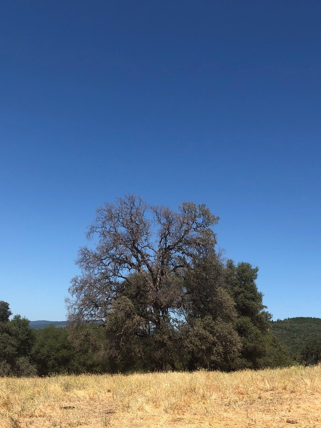 blue oak dying