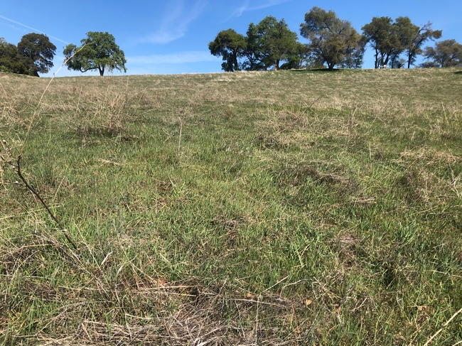 Annual rangeland near Auburn - this pasture has been rested since early February, with very little regrowth.