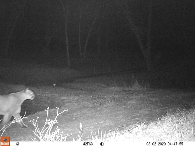 This mountain lion was photographed at approximately 8:47 p.m. on March 1 (cameras are set for UTC).