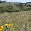 Taylor Mountain Wildflowers - Sonoma County Regional Parks picture