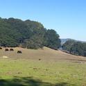 Cattle grazing on Taylor Mountain near Santa Rosa