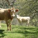 Cattle on rangeland