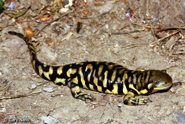 9 Tiger Salamander (Ambystoma californiense), CaliforniaHerps.com