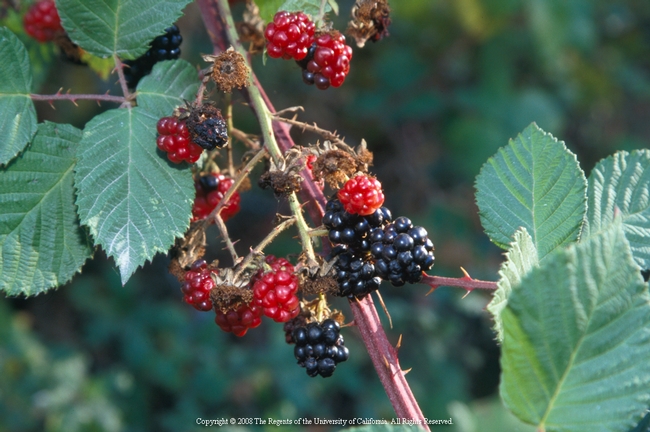 11 Invasive Himalayan blackberry, UC Davis