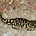 Fig 1 California tiger salamander (Ambystoma californiense), CaliforniaHerps.com