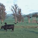 Rangeland grazing in Sonoma County (Photo Credit: USDA)