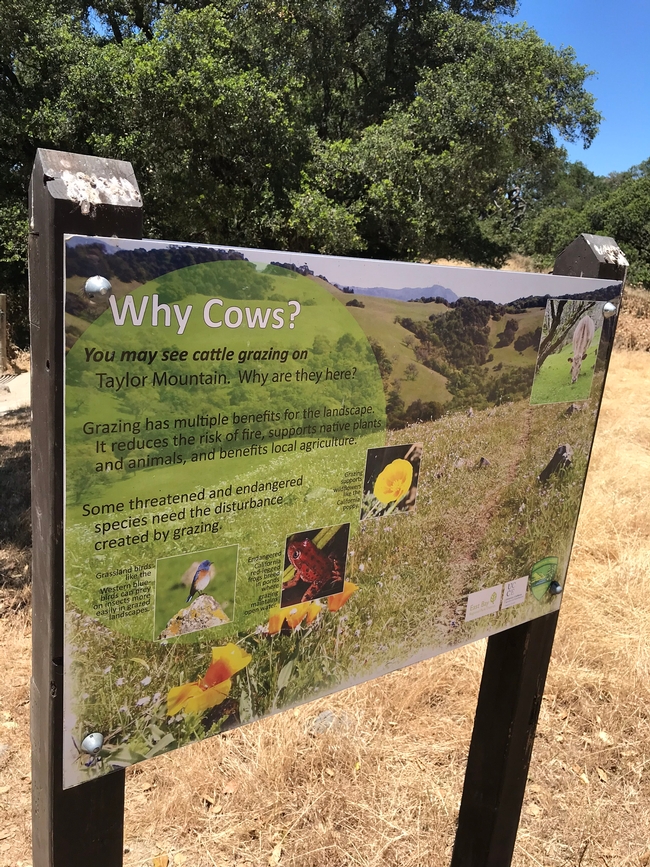 Why Cows sign Taylor Mtn