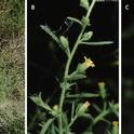Stinkwort (A) is a late-season winter annual. The aromatic leaves (B) have sticky hairs covered in resin. Flowering (C) occurs late summer, in response to day length.