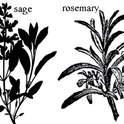 Parsely sage rosemary and thyme